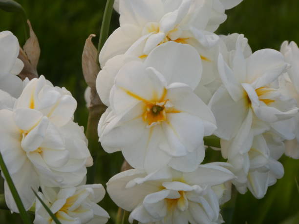 istock narcissus Flower with white blossom 1145650442