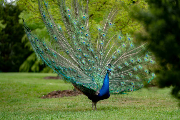 istock peacock on the grass in the forest 1145650530