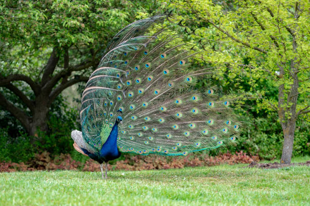 istock peacock on the grass in the forest 1145650531