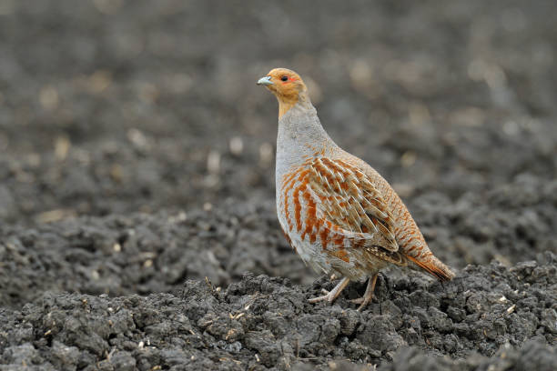 Grey Partridge on field Grey Partridge on field, Germany, Europe grey partridge perdix perdix stock pictures, royalty-free photos & images