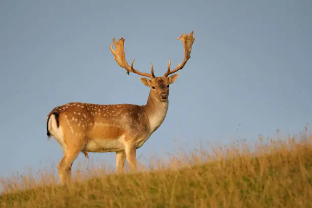 Photo of Fallow deer