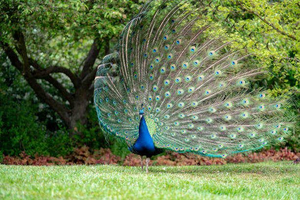 istock peacock on the grass in the forest 1145651315