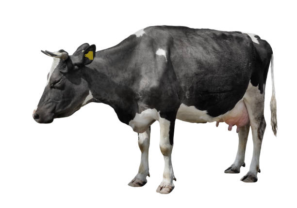 Cow looking at camera isolated on white. Funny spotted cow standing full-length in front of white background. Farm animals