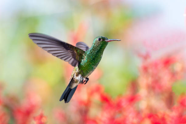 istock Copper-rumped hummingbird hovering with red flowers behind him. 1145651349