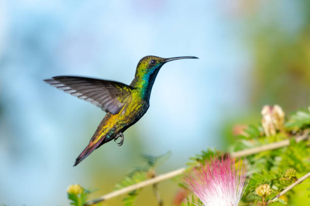 istock A male Black-throated Mango hummingbird hovering in a garden. 1145651471
