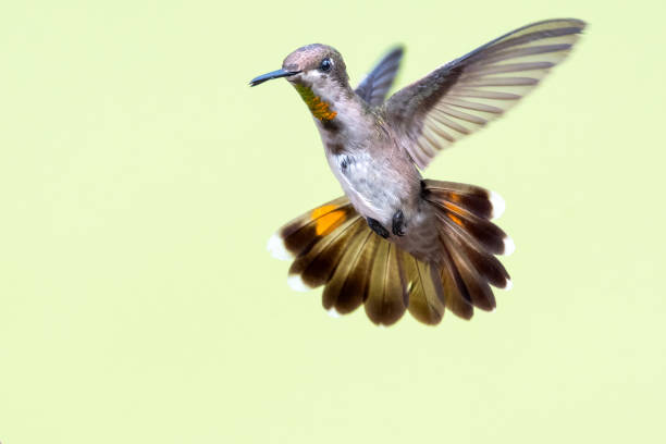 istock A female Ruby Topaz hummingbird hovers in the air with her tail flared. 1145651478