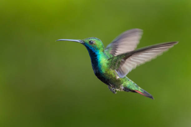 istock A Male Black-throated Mango hummingbird hovering in a garden. 1145651530