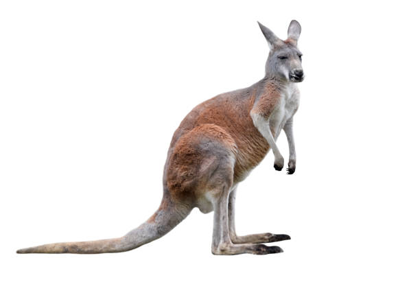 istock Male kangaroo isolated on white background. Big kangaroo full lengths. 1145651608
