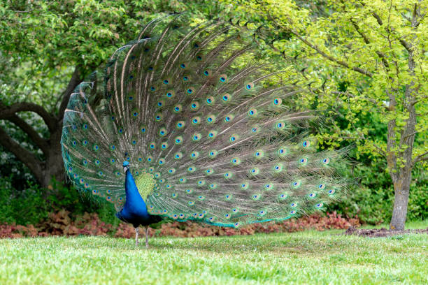 istock peacock on the grass in the forest 1145651610