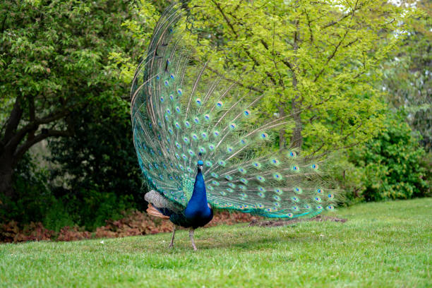 istock peacock on the grass in the forest 1145652527