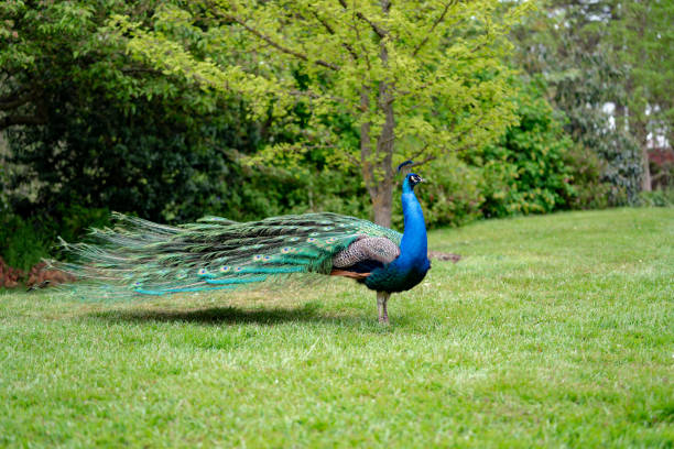 istock peacock on the grass in the forest 1145652547