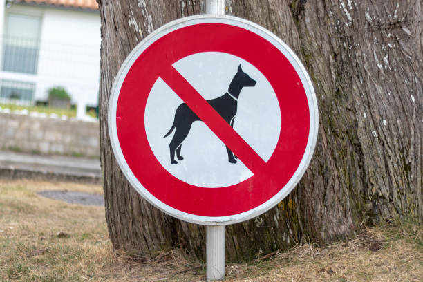 istock Inderdit to dogs 1145652824