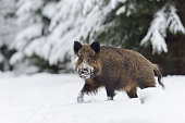 Wild boar in snow
