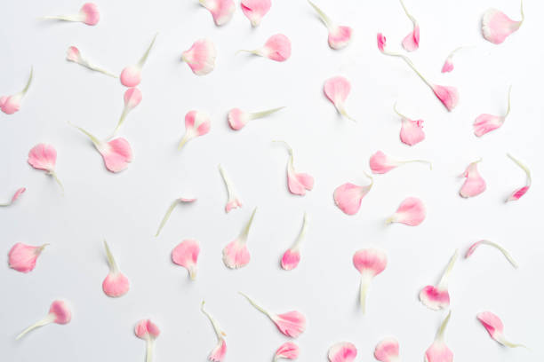 carnation flower petals on white background