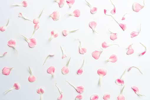 carnation flower petals on white background