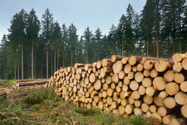 pila di abeti abbattuti - lumber industry tree log tree trunk foto e immagini stock