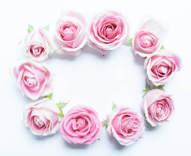 istock pink rose flowers frame on white background 1145653005