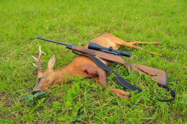 Killed roebuck with rifle on meadow, Germany, Europe