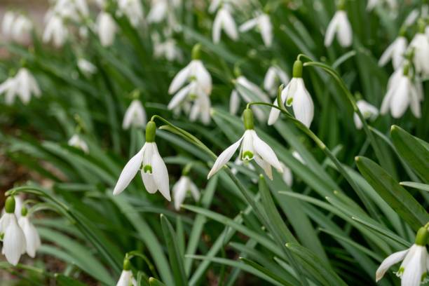 istock Spring flowering. Snowdrops in the park. 1145654506