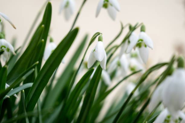 istock Spring flowering. Snowdrops in the park. 1145654640