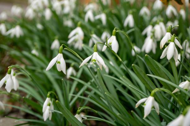 istock Spring flowering. Snowdrops in the park. 1145655267
