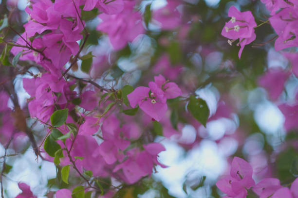 istock Flowering branches of a tropical plant 1145656009