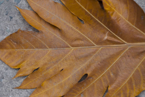 istock Large carved leaf of a tropical plant 1145656695