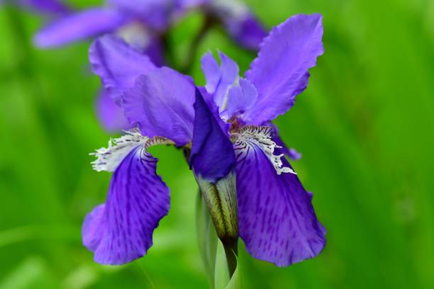 istock Iris tectorum / Japanese Roof Iris 1145656966
