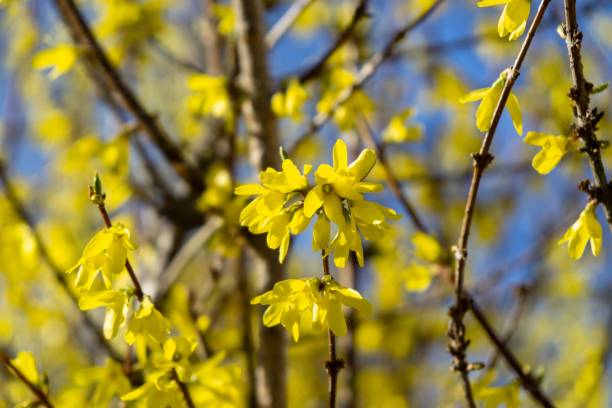 istock Spring tree flowering - Forsythia flower. 1145658060