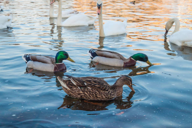 istock Ducks and swans in wild nature 1145659039