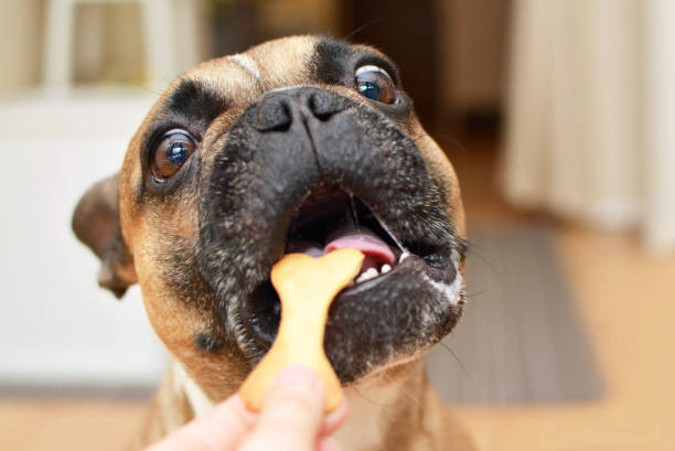뼈 모양의 쿠키를 얻기 욕심 모양과 입으로 넓은 열려있는 눈을 가진 재미 있은 갈색 프렌치 불독 개 - 강아지 비스킷 뉴스 사진 이미지