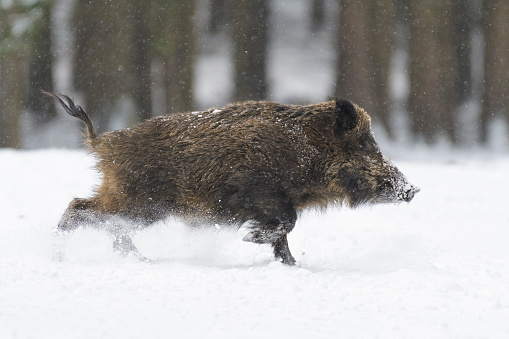 Running Wild boar (Sus scrofa) in winter, Germany, Europe