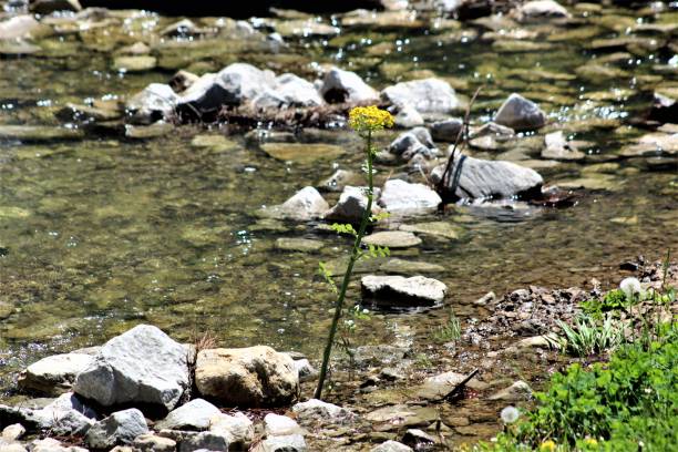 istock Goldenrod Growing in the Creek 1145661505