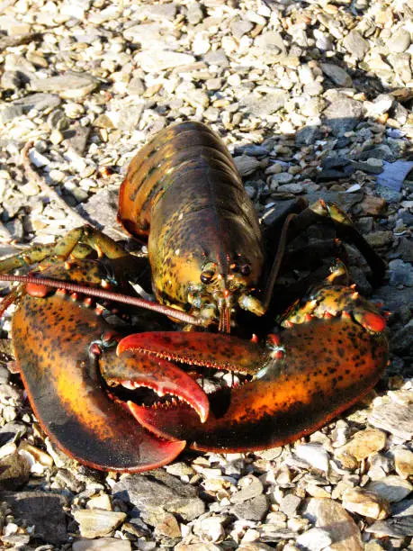 Live Maine lobster on a rocky coastal beach in Maine.