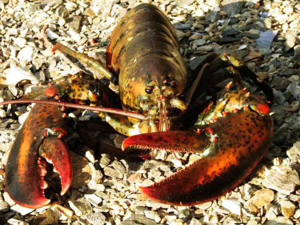 Live Maine lobster lounging on a Maine beach.