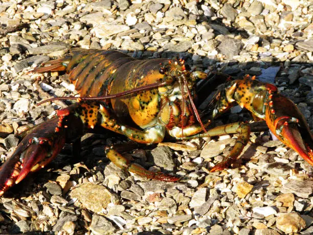 Live Maine lobster resting on a rocky beach in Maine.