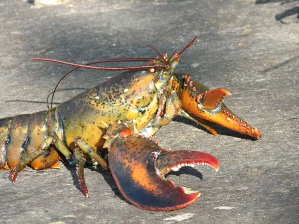 Silly Maine lobster doing a pushup on a rock.