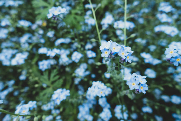 istock Blue color forget-me-not flowers blooming. 1145663522