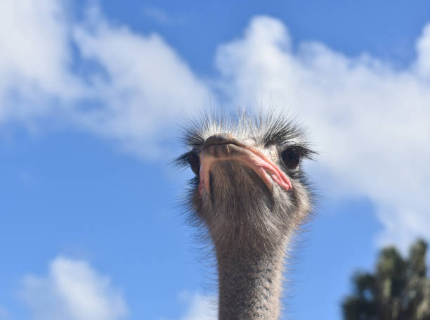 istock Head of an Ostrich 1145663675