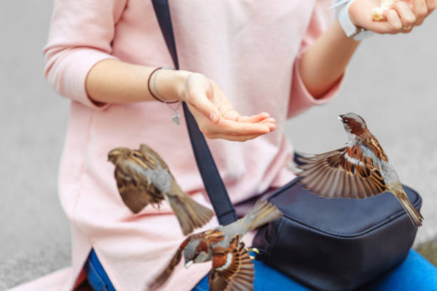 istock Woman feeding Sparrows from hand. Close-up 1145665319