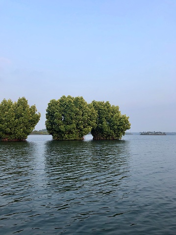 Image of mangrove trees, halophyte plants with complex root systems to tolerate the saline conditions of the mangrove habitat, Kerala Backwaters, India.