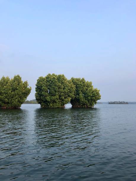 Image of mangrove trees, halophyte plants, complex root system, saline habitat, Kerala Backwaters, India Image of mangrove trees, halophyte plants with complex root systems to tolerate the saline conditions of the mangrove habitat, Kerala Backwaters, India. brackish water stock pictures, royalty-free photos & images