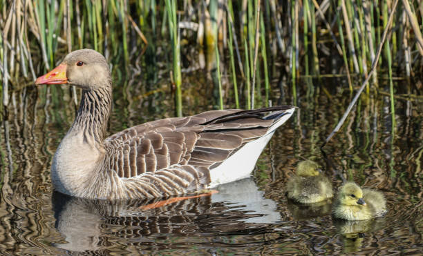 istock Greylag Goose Family 1145665447