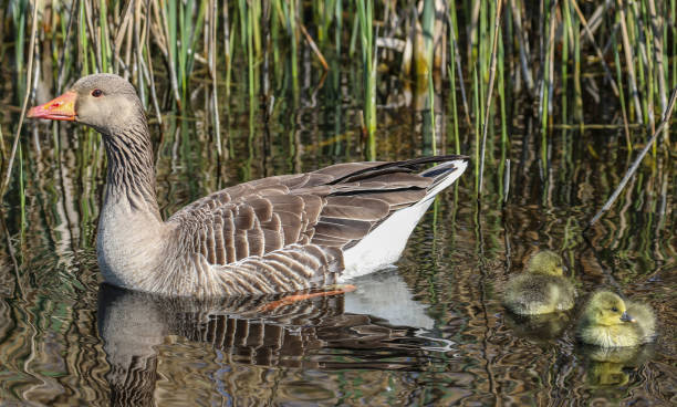 istock Greylag Goose Family 1145665449