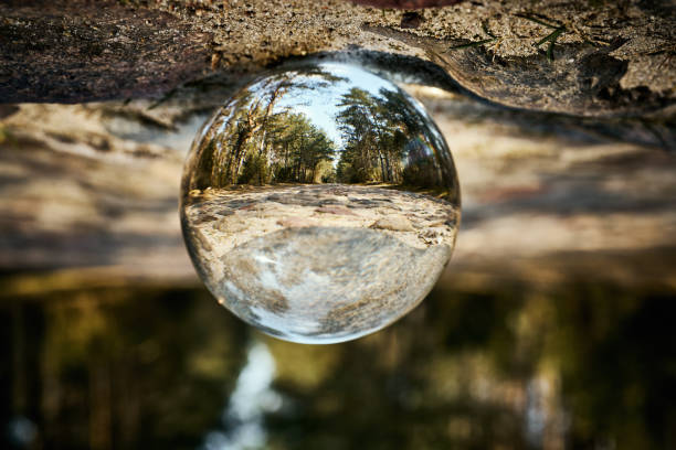 istock Upside down landscape of beautiful sunny forest 1145667178