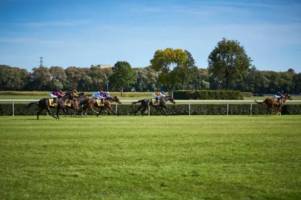 Riding horses on horse races against background of sunny sky and green grass