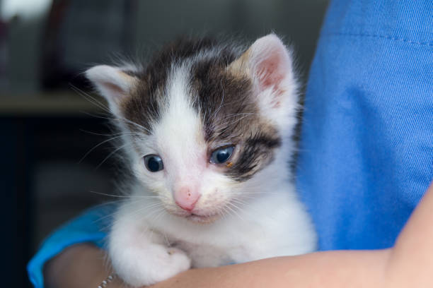 istock kitten with conjunctivitis at the veterinary clinic 1145667960