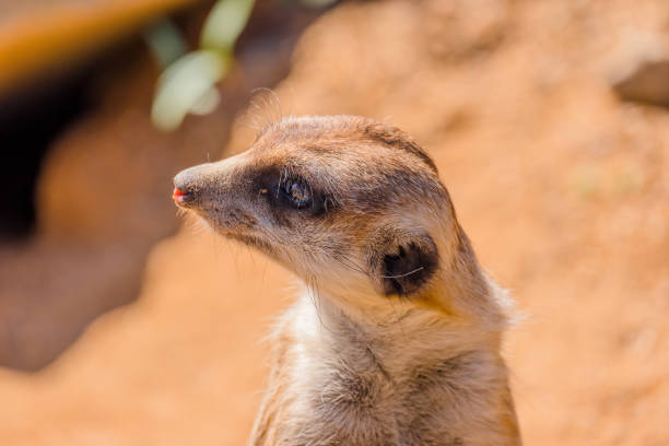 istock Sitatunga in the zoo 1145668610