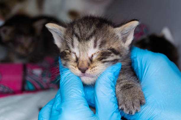 istock kitten with conjunctivitis at the veterinary clinic 1145668717