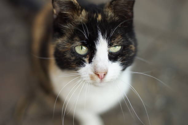 istock tricolor cat portrait 1145668746